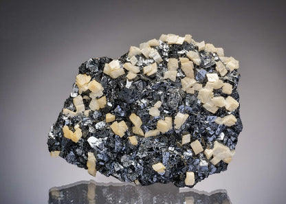 CC37158 specimen image