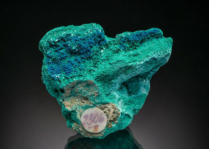 CC37352 specimen image