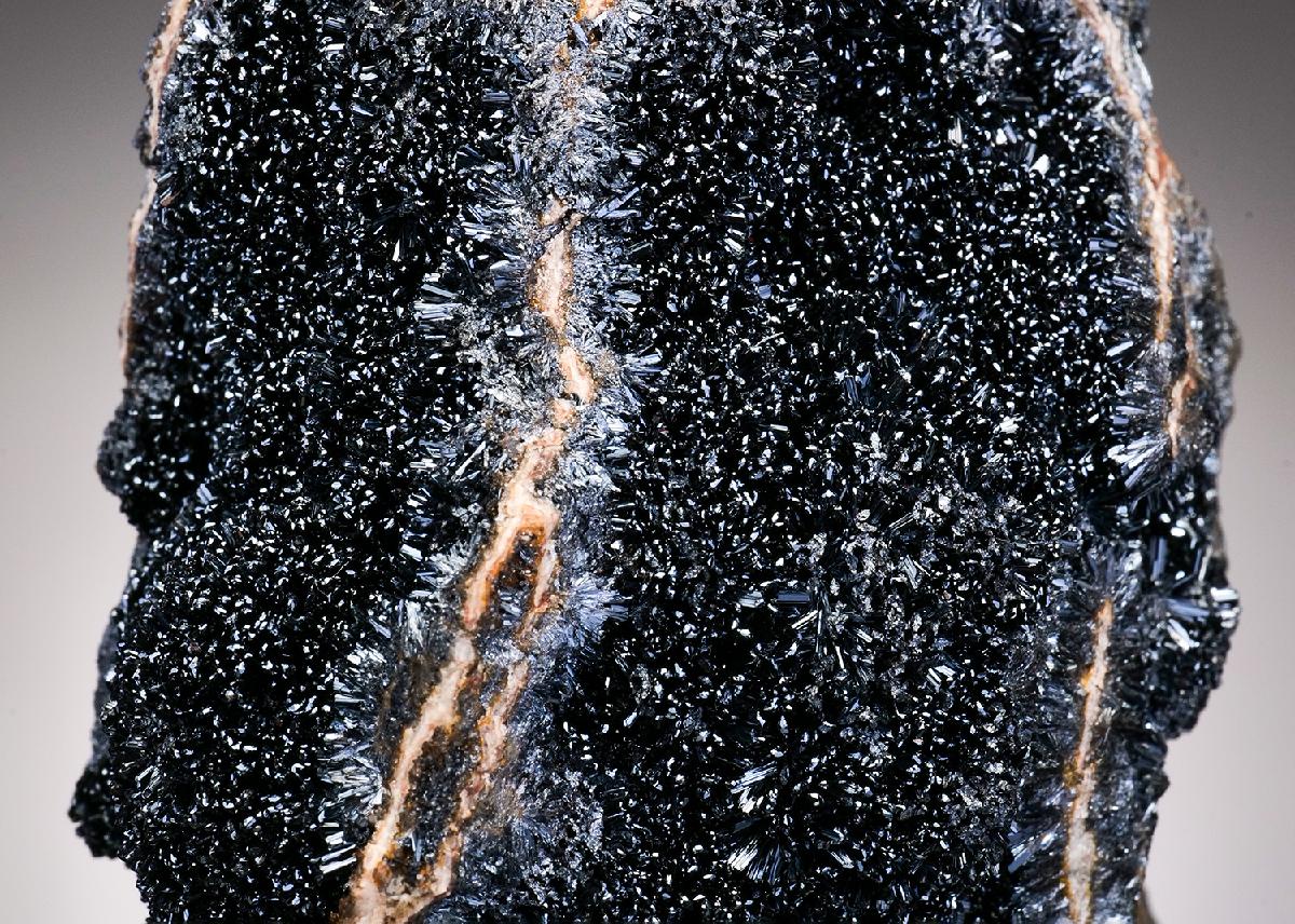 CC37626 specimen image