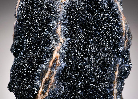 CC37626 specimen image
