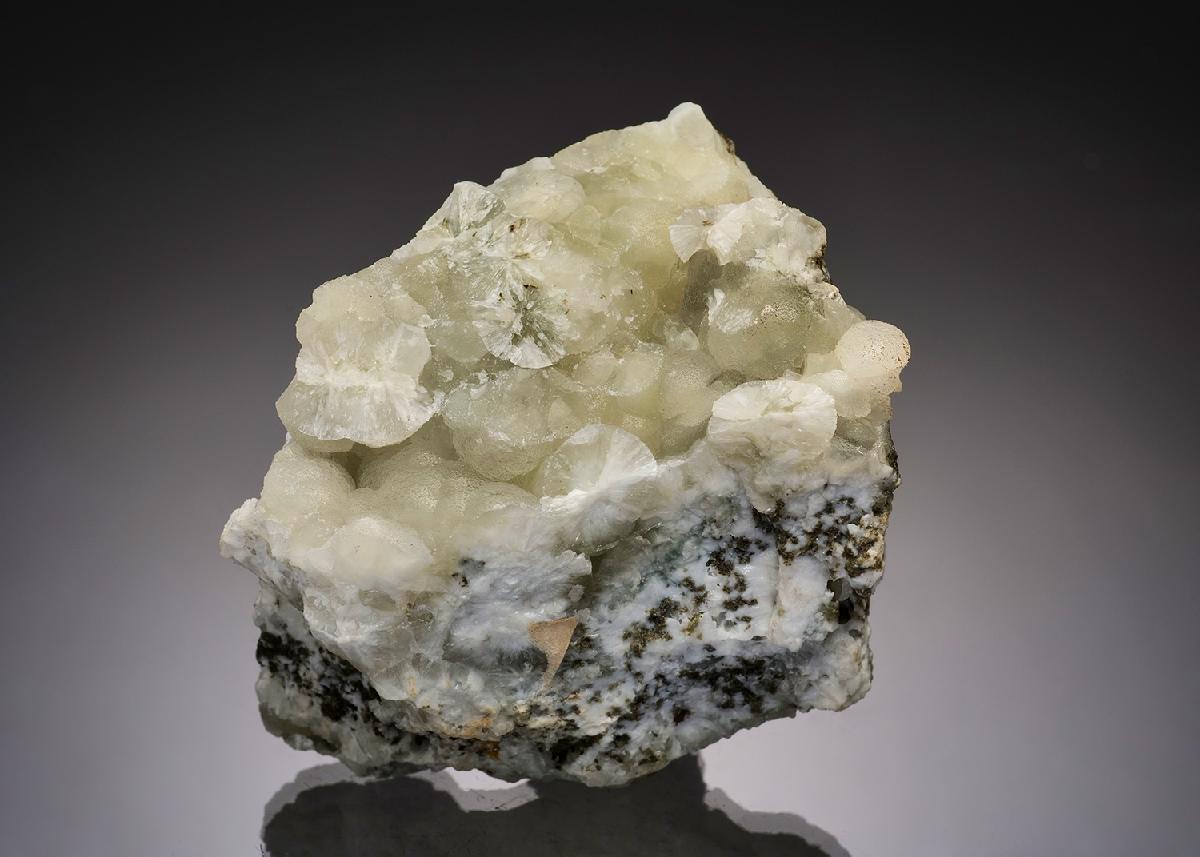 CC37629 specimen image