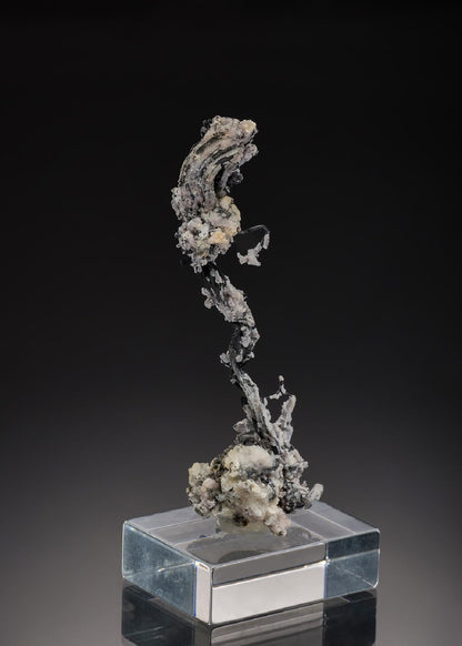 CC37677 specimen image