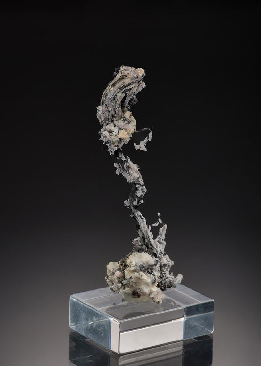 CC37677 specimen image