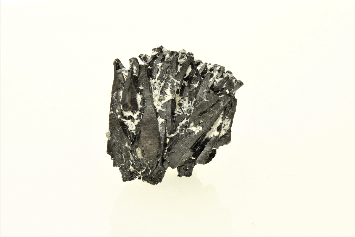 CC3769 specimen image
