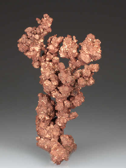CC3783 specimen image