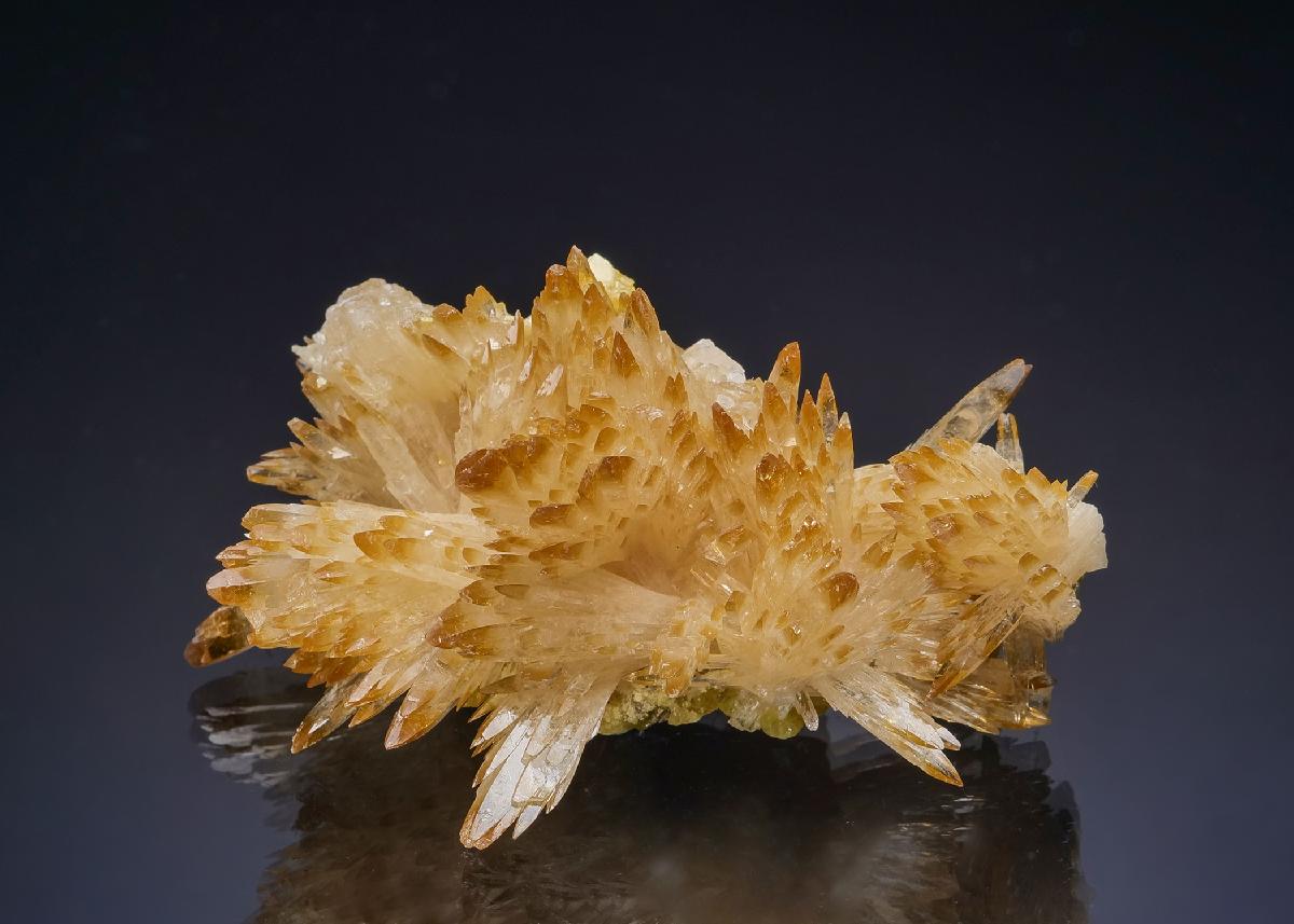 CC39846 specimen image