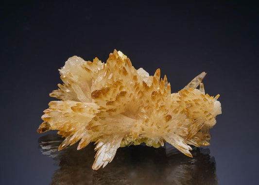 CC39846 specimen image
