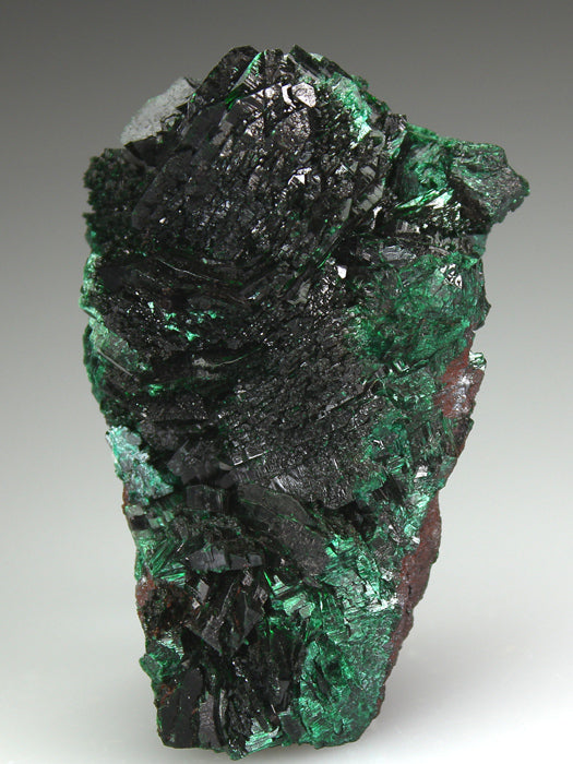 CC4031 specimen image