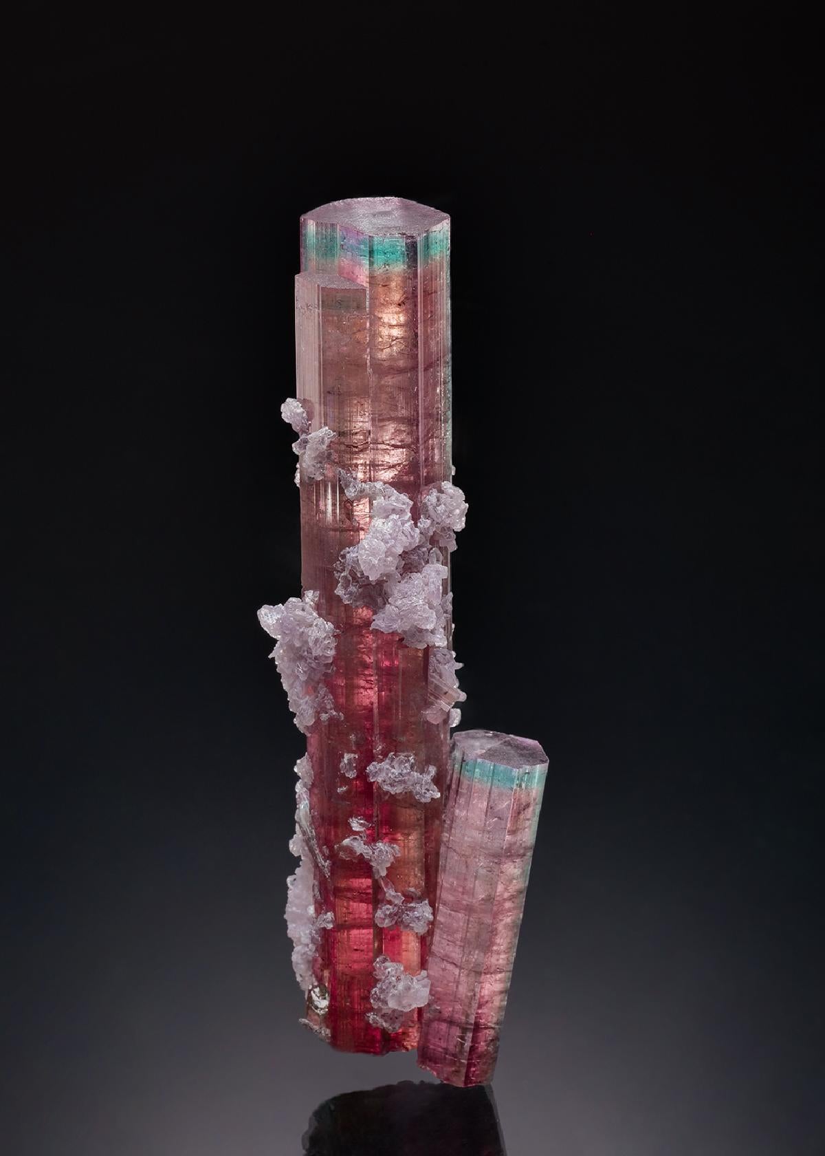 CC41272 specimen image