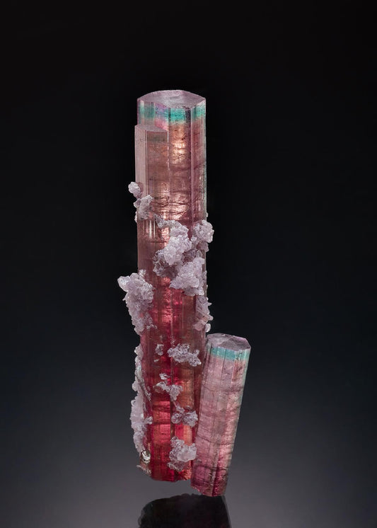 CC41272 specimen image