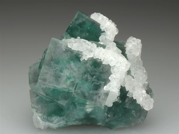 CC4156 specimen image