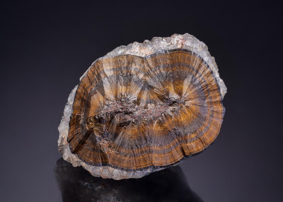 CC42144 specimen image