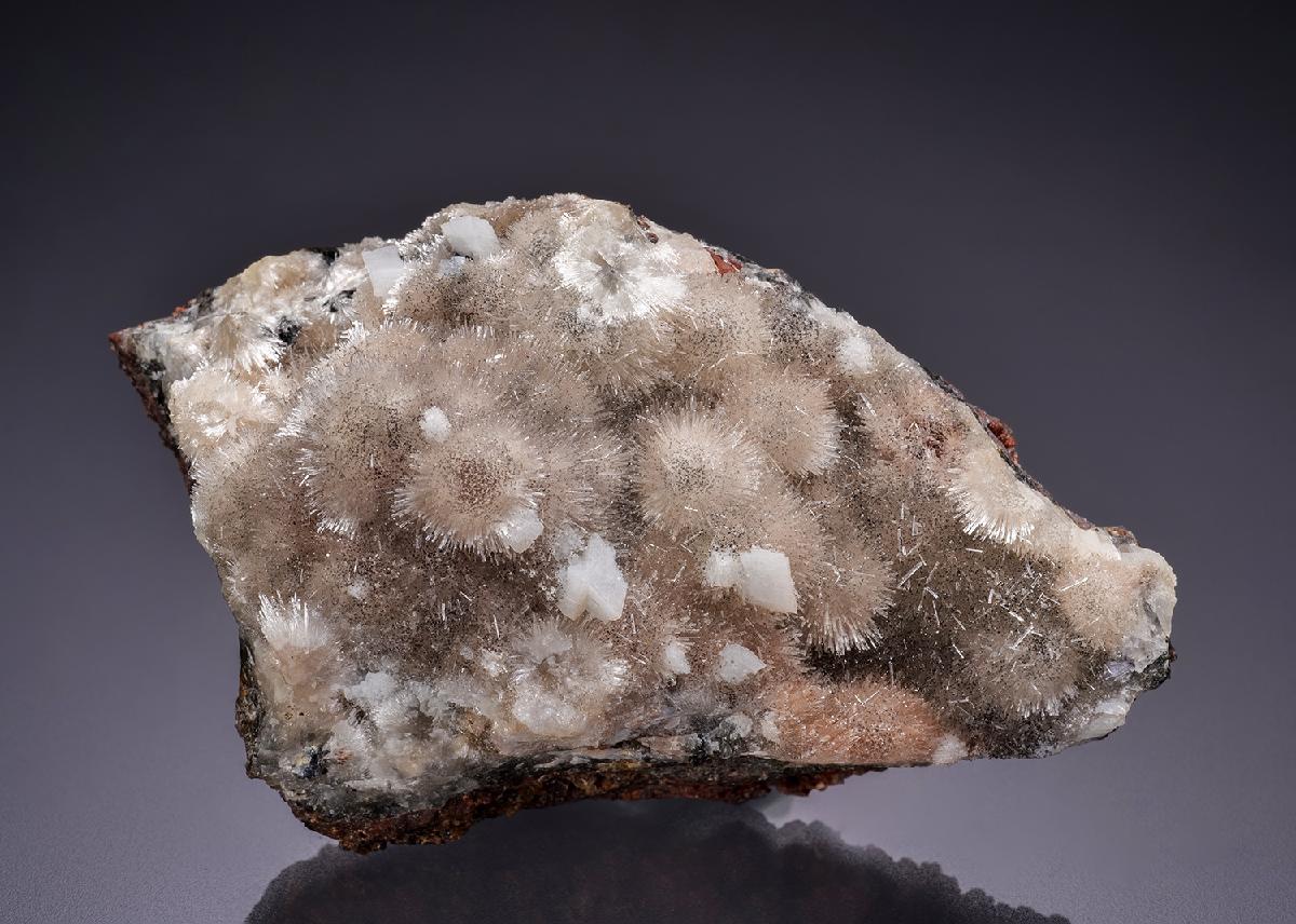 CC42170 specimen image