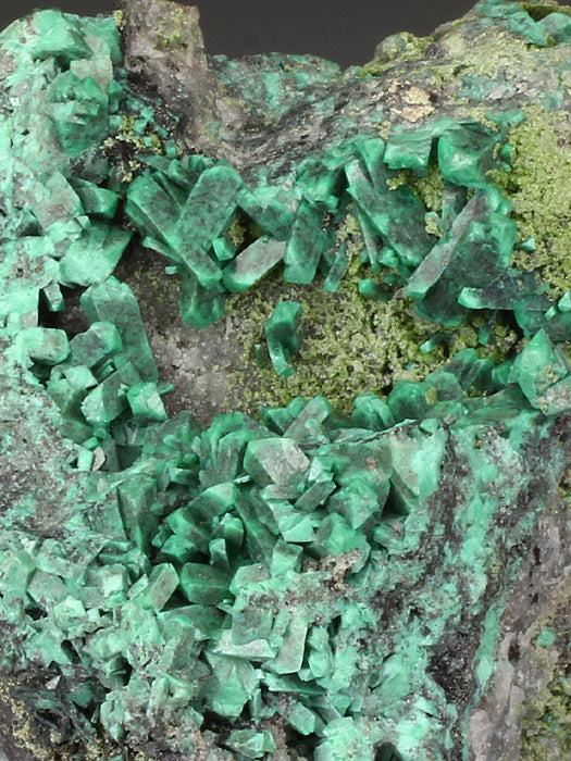 CC4221 specimen image