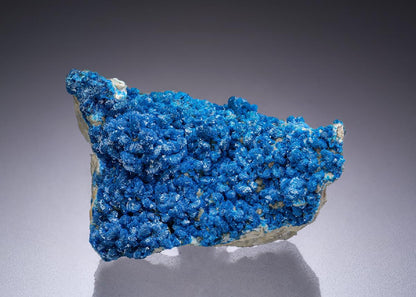 CC42262 specimen image