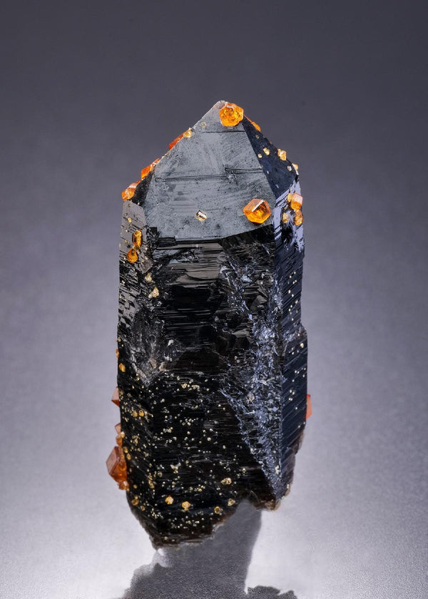 CC42290 specimen image