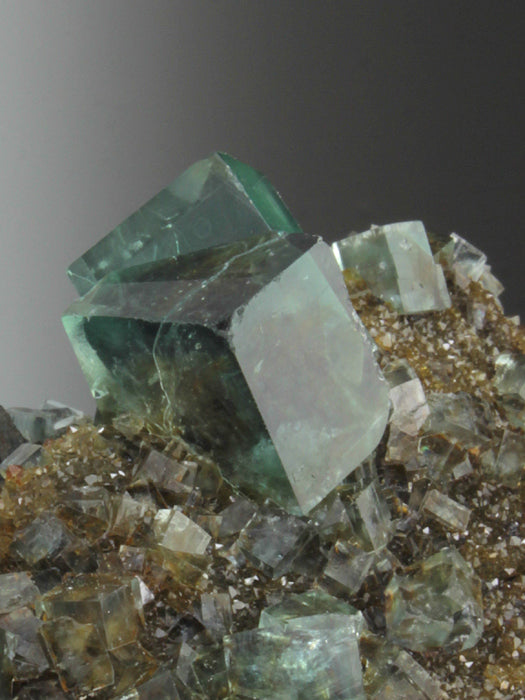CC4246 specimen image