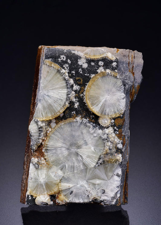 CC42474 specimen image