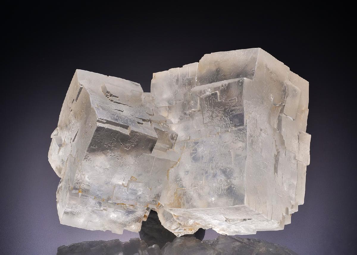 CC42496 specimen image
