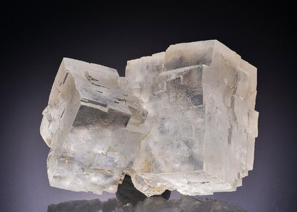 CC42496 specimen image