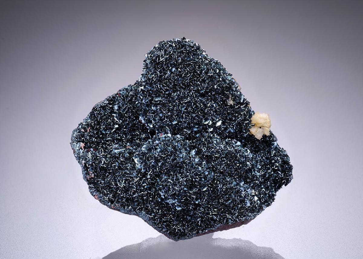 CC42530 specimen image