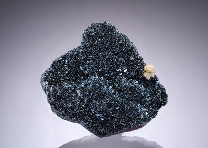CC42530 specimen image
