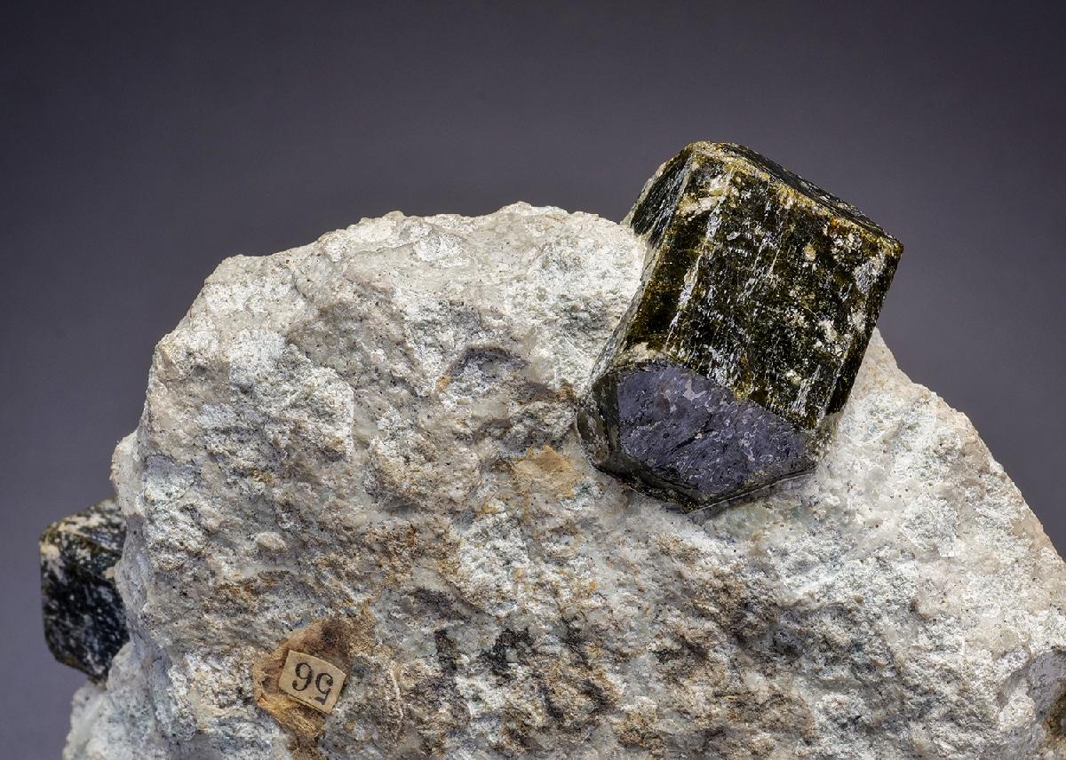CC42662 specimen image