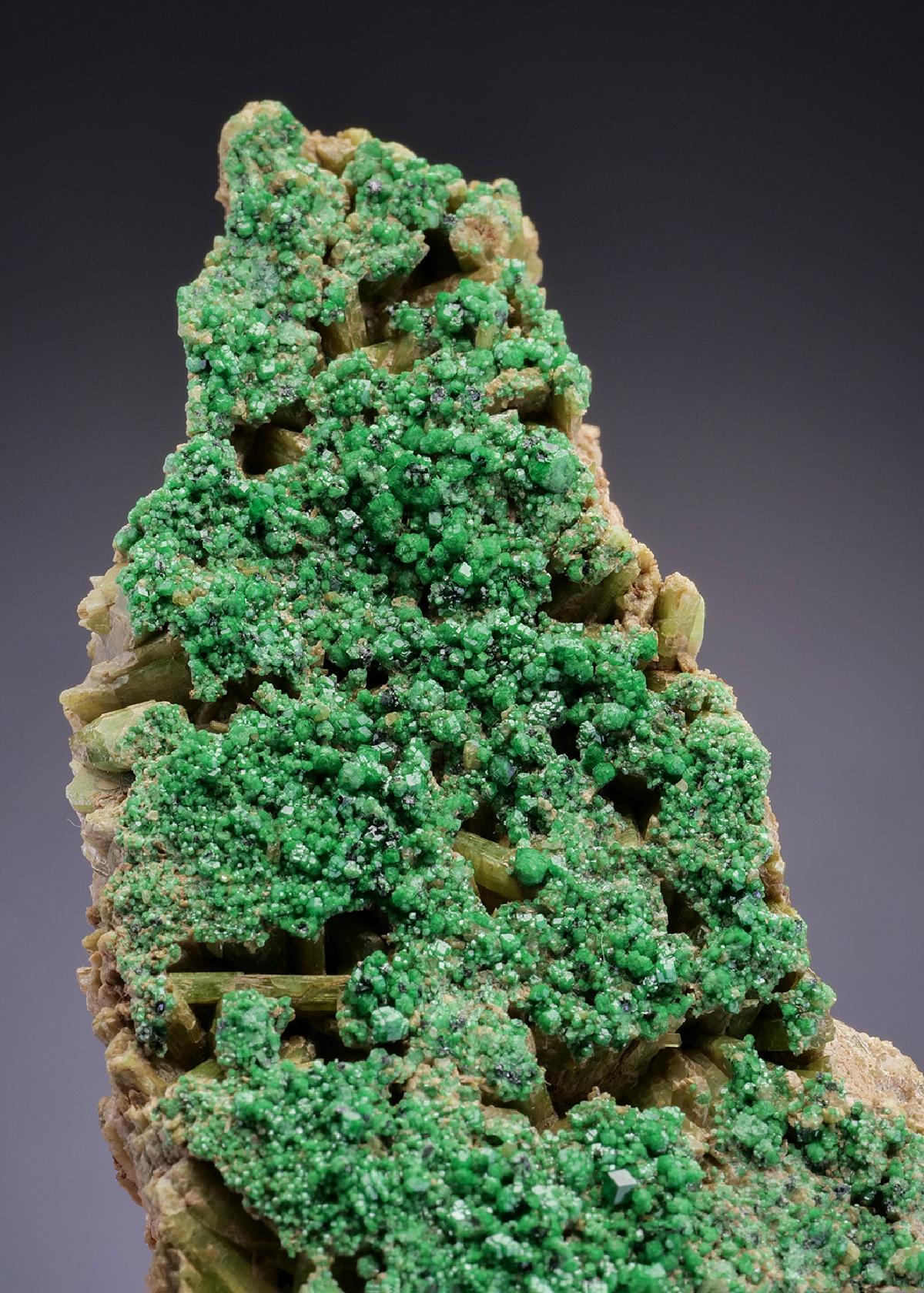 CC42668 specimen image