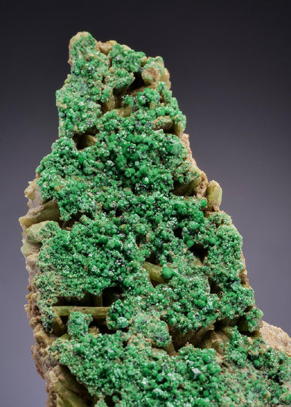 CC42668 specimen image