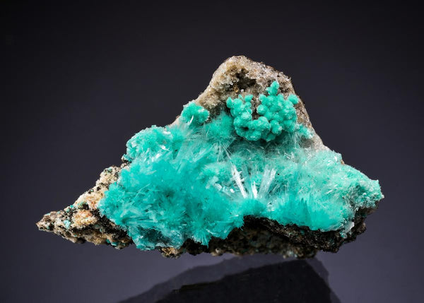 CC42830 specimen image