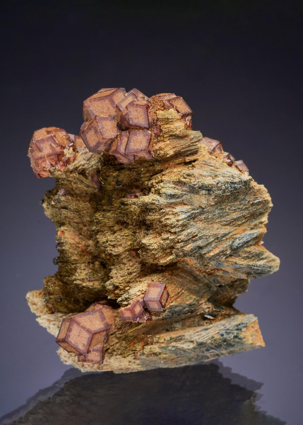 CC42864 specimen image