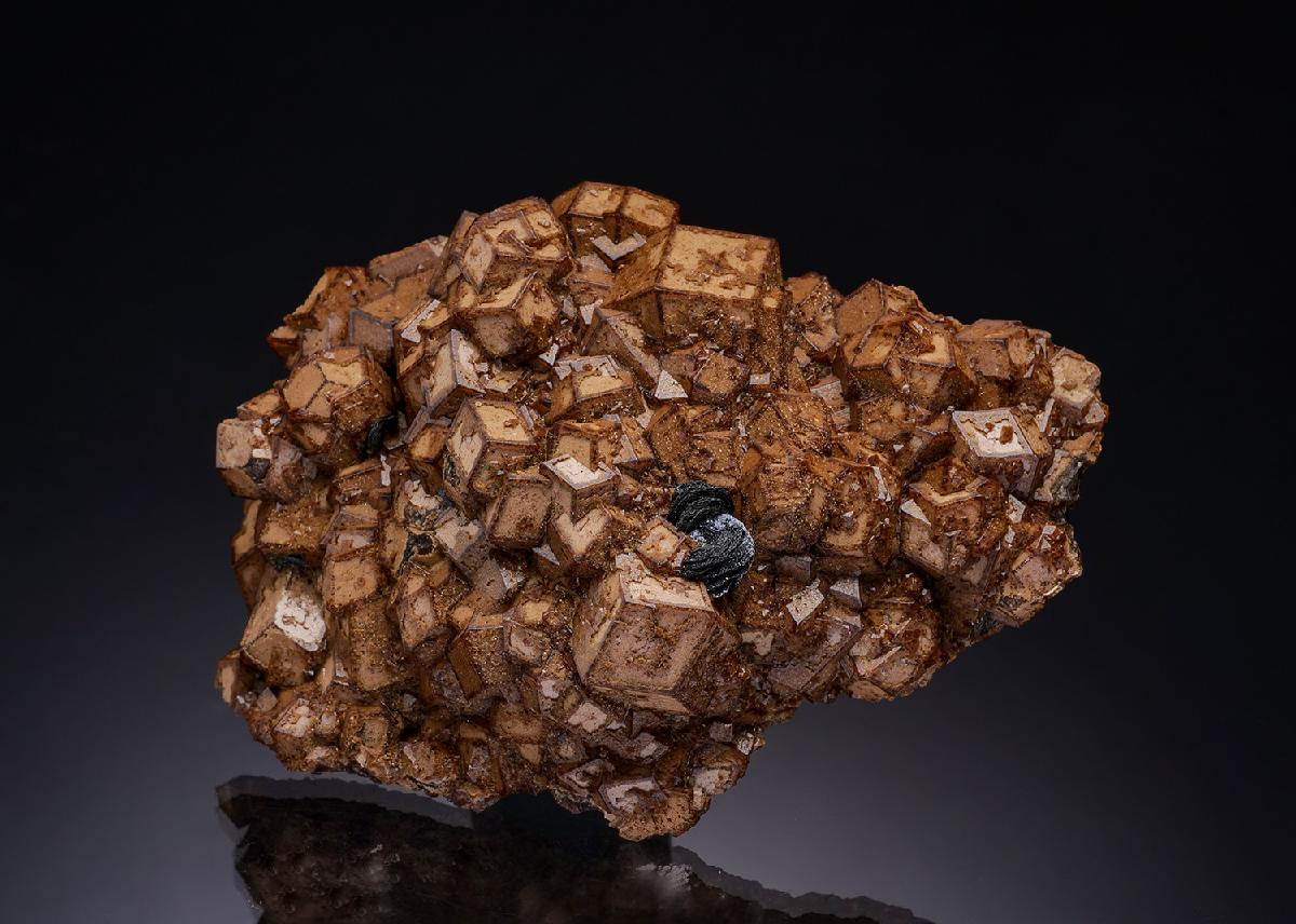 CC42976 specimen image