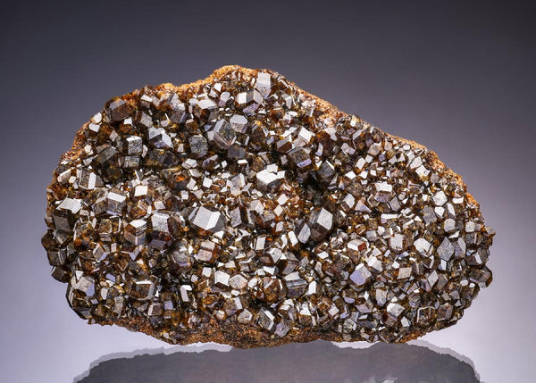 CC42978 specimen image