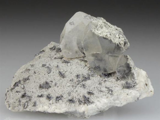CC4307 specimen image