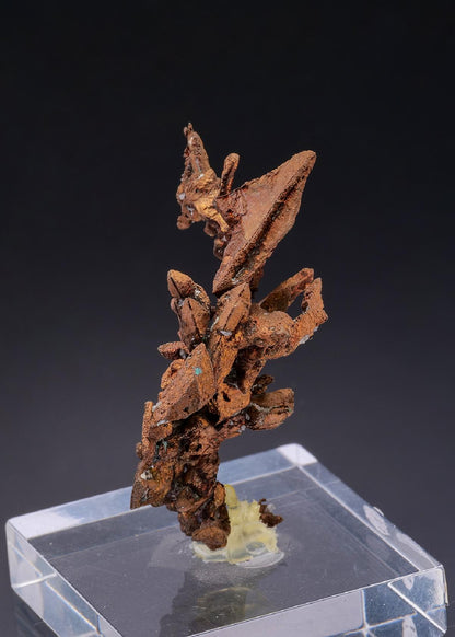 CC43222 specimen image