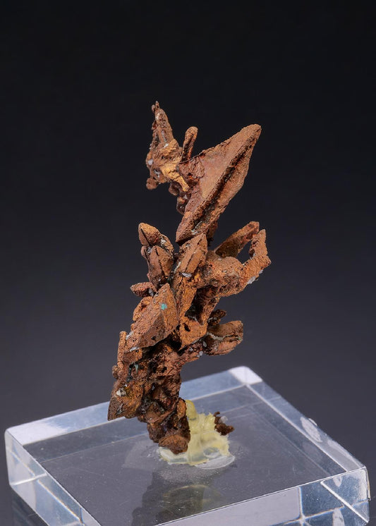 CC43222 specimen image