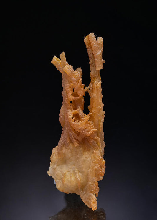 CC43242 specimen image