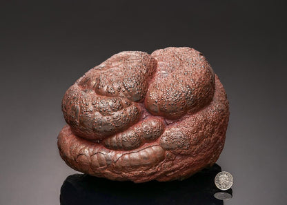 CC43326 specimen image