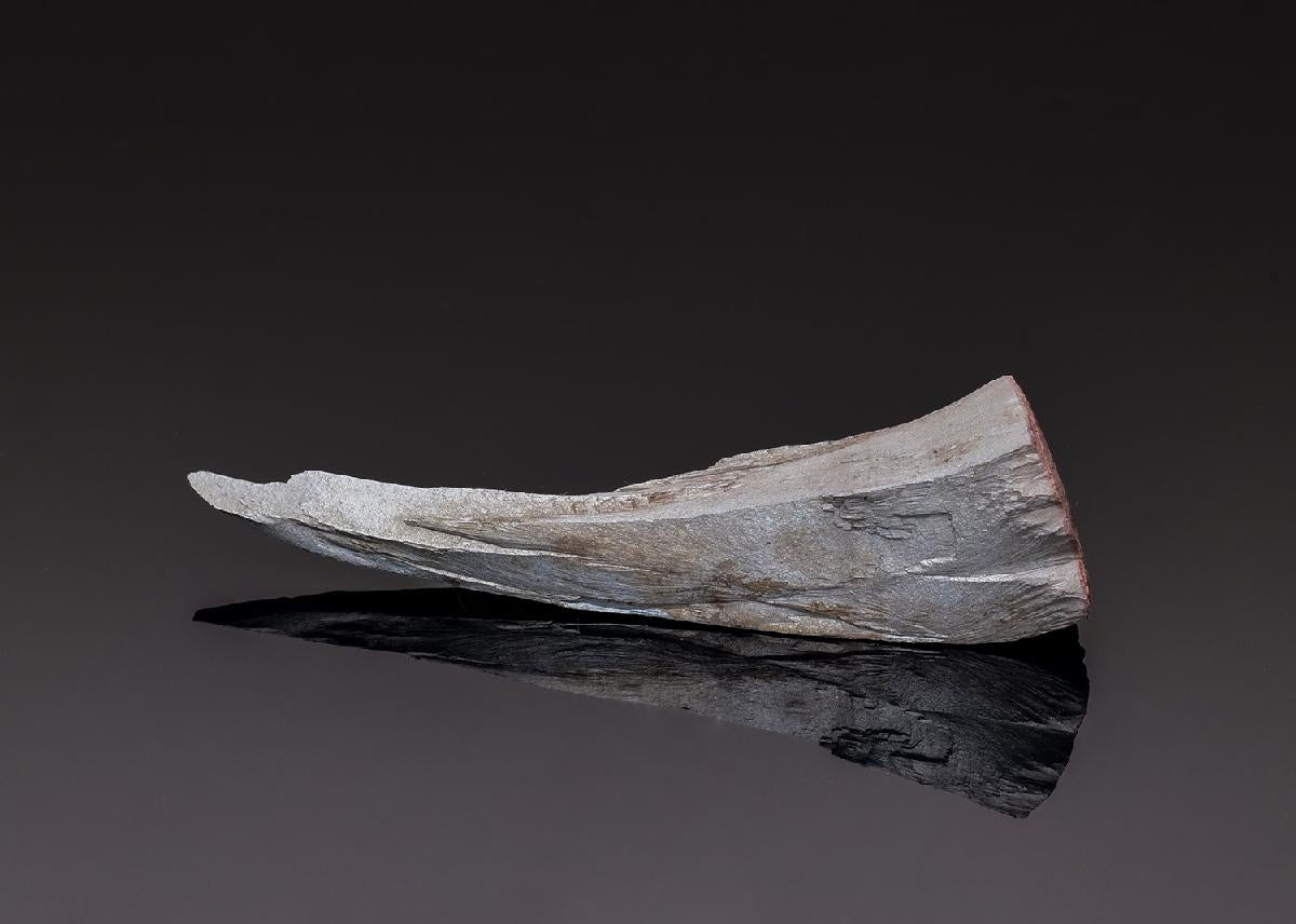 CC43440 specimen image