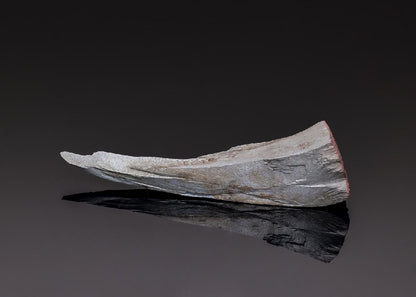 CC43440 specimen image