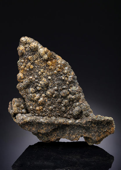 CC43488 specimen image