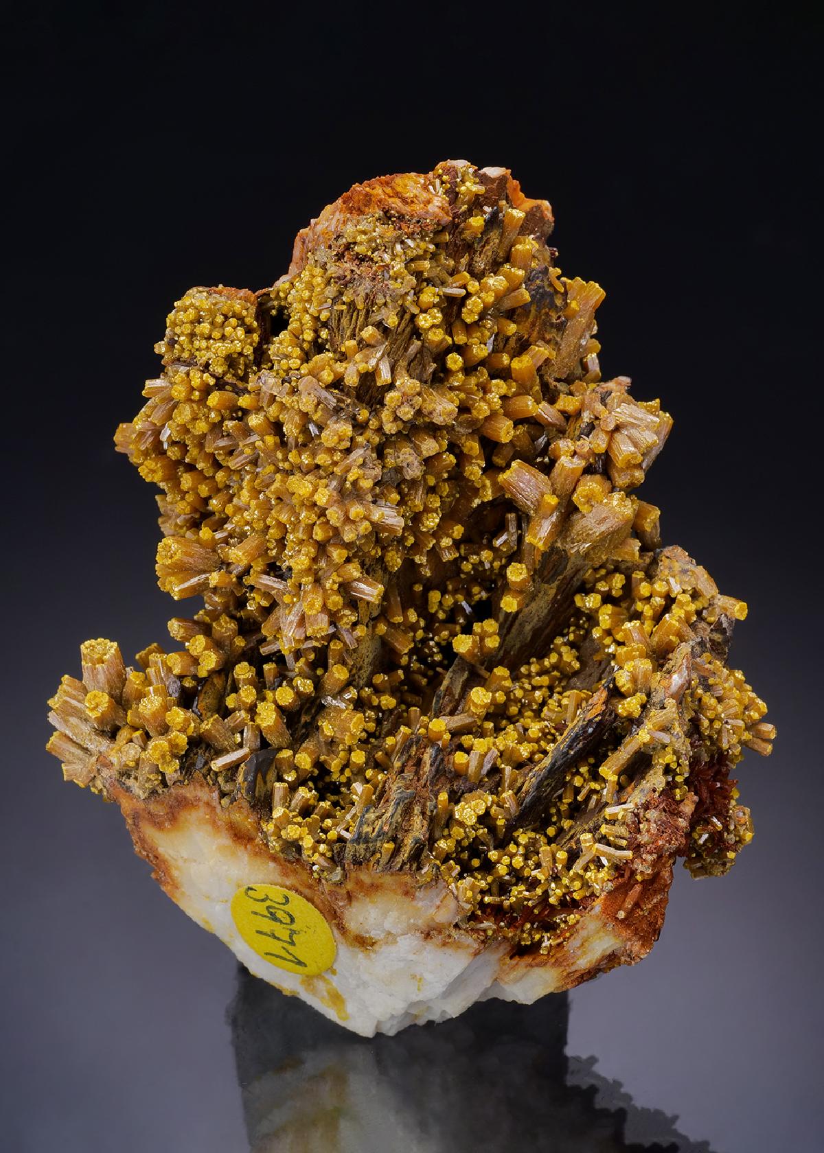 CC43524 specimen image