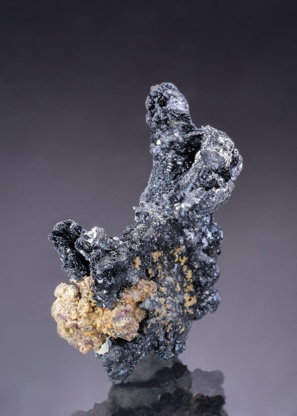 CC43528 specimen image