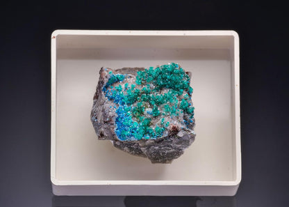 CC43606 specimen image