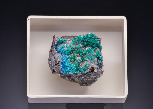 CC43606 specimen image