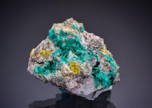 CC43656 specimen image