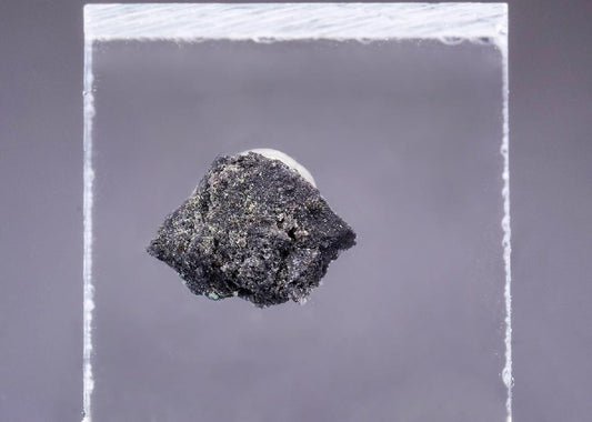 CC43660 specimen image