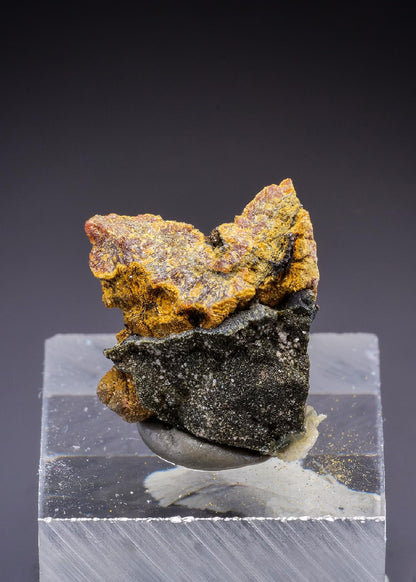 CC43678 specimen image