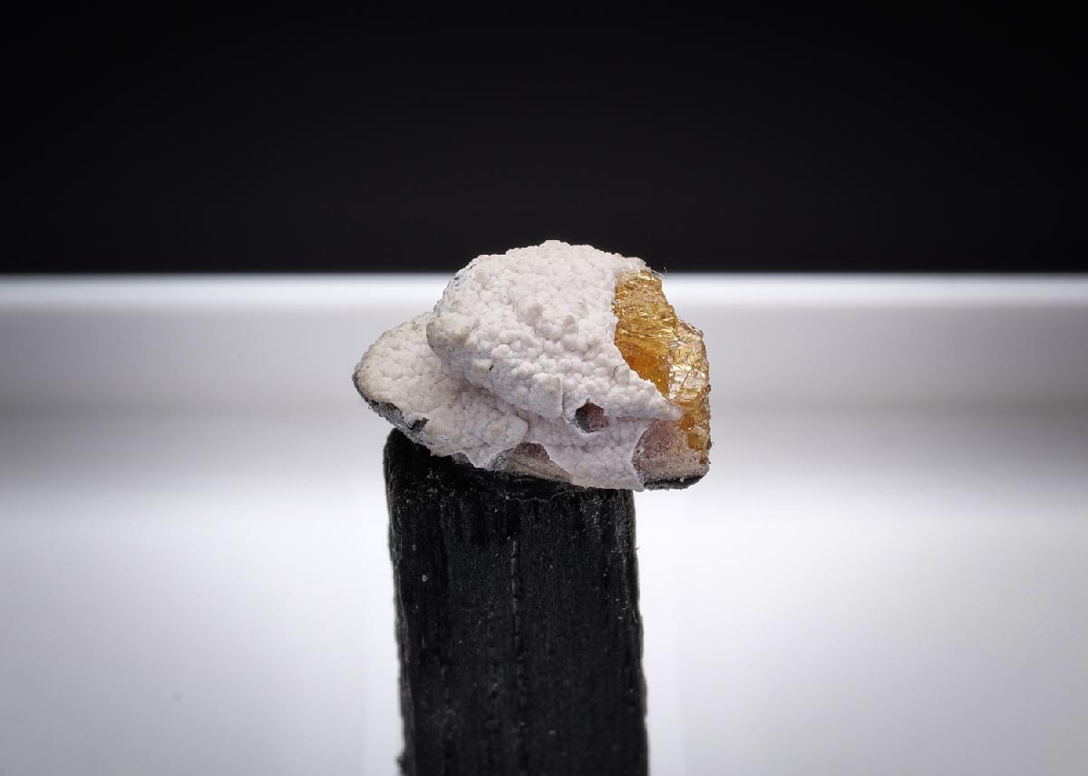 CC43686 specimen image