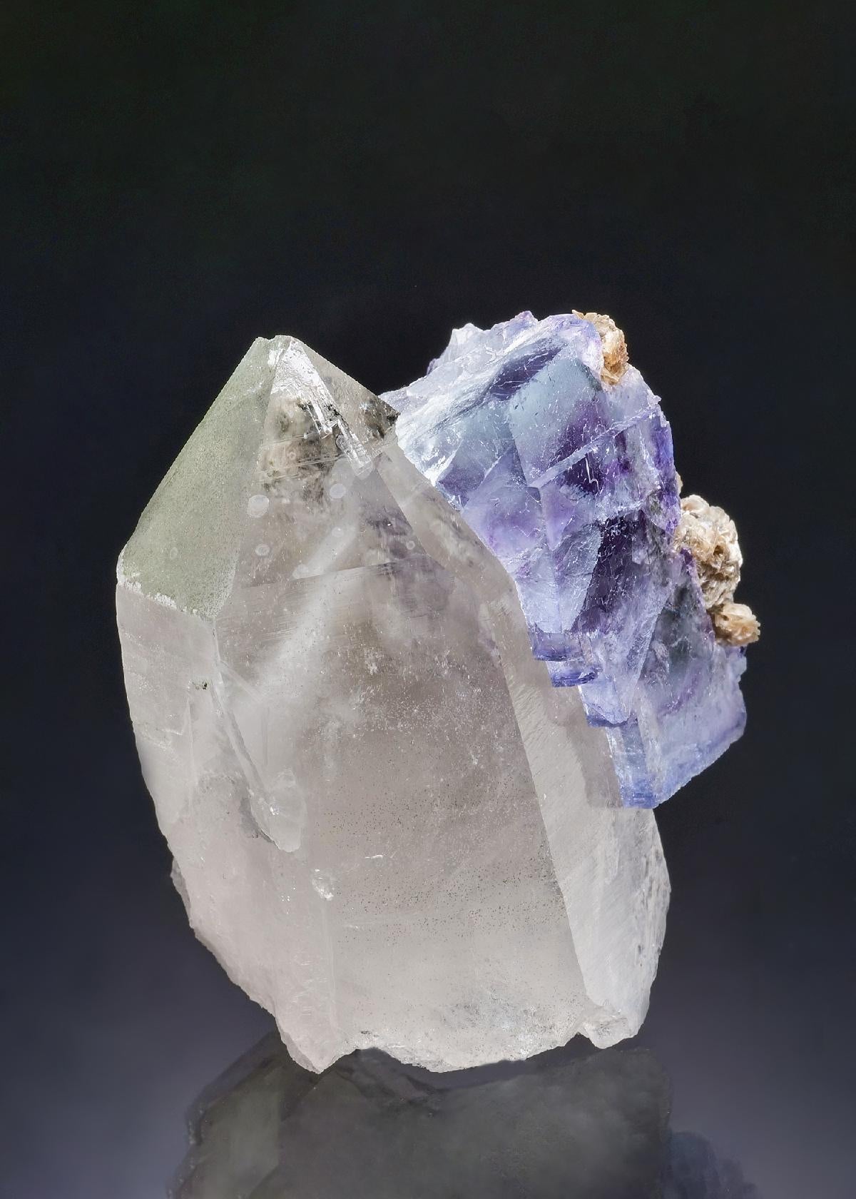 CC43802 specimen image